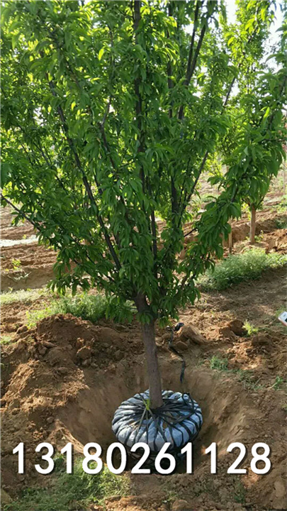 河北哪有种植绿叶碧桃【绿叶碧桃花树】