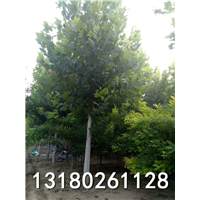 天津精品速生法桐树价格