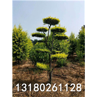 河北精品造型金叶榆基地