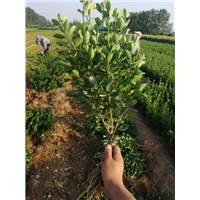河北小叶黄杨种植基地