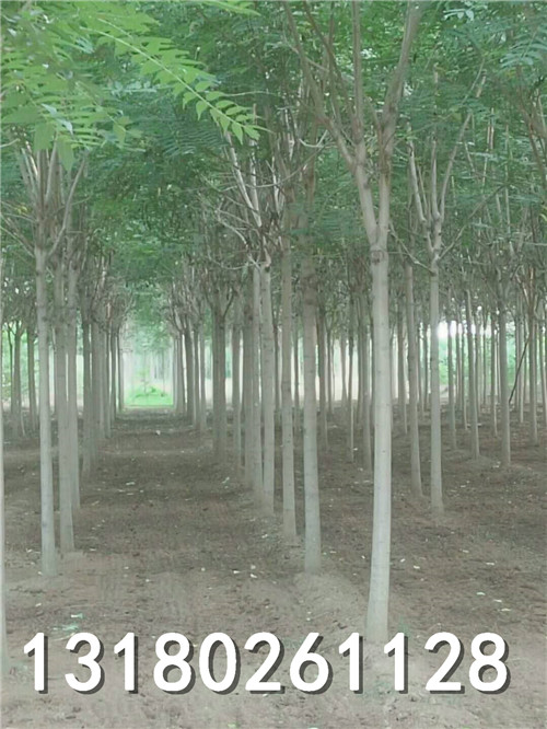 河北千头椿专业种植基地