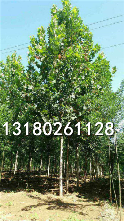 河北速生法桐苗种植场