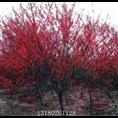 天津那里碧桃量大&&&保定碧桃基地13180261128 