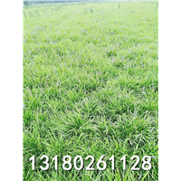 河北优质麦冬草价格-保定哪和种植麦冬草