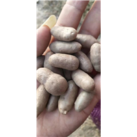 麻山药豆供应商保定麻山药豆批发商 