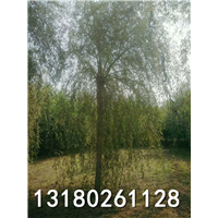 北京优质垂柳批发