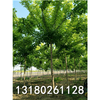 保定金叶复叶槭价格-河北精品金叶复叶槭