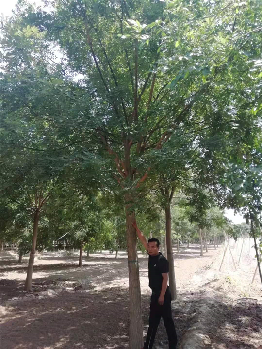 保定槐树基地 