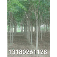 河北千头椿专业种植基地