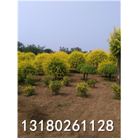 保定金叶榆球种植场