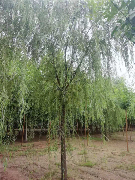 河北柳树批发_保定大型柳树基地