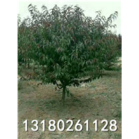 河北专业种植碧桃的基地电话多少