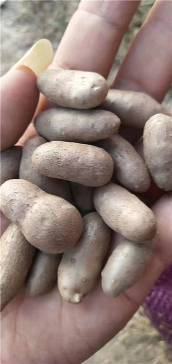 麻山药豆供应商保定麻山药豆批发商 