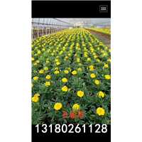河北草花种植场-保定草花基地电话