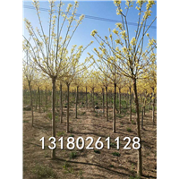 保定种植金叶国槐的基地-保定金叶国槐