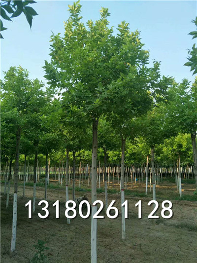 河北优质金叶白蜡