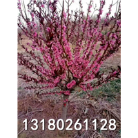 河北红叶碧桃专业种植基地 
