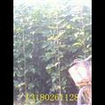 河北那里有卖速生白蜡苗的——保定速生白蜡基地 