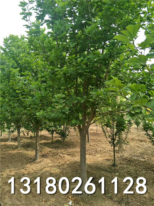 保定玉兰种植基地-河北玉兰批发