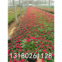 保定苗木花卉基地批发绿化苗木 
