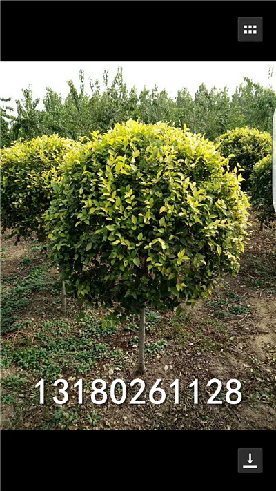 河北金叶榆球基地#保定优质金叶榆球