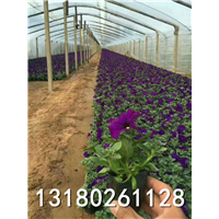 河北花卉种植基地-保定优质花卉批发