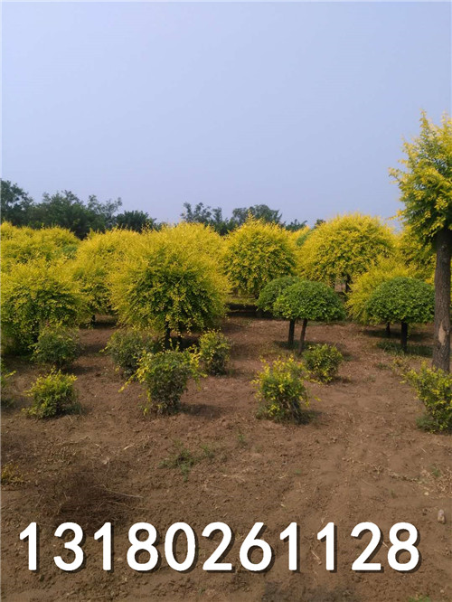 保定金叶榆球种植场