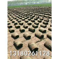 河北优质绿化草坪卷种植基地