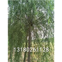 河北垂柳批发-河北王速生垂柳基地