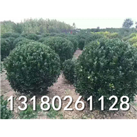 河北大叶黄杨球种植基地