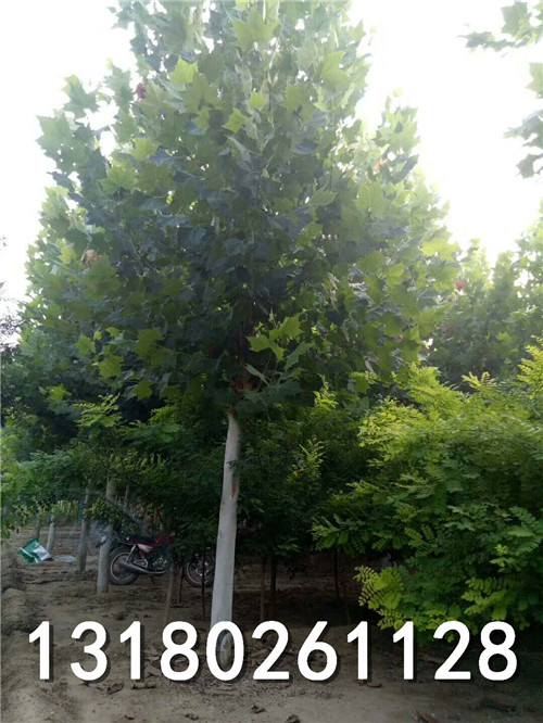 天津精品速生法桐树价格