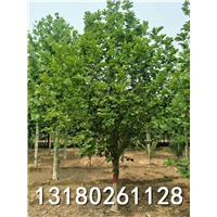 河北哪有种植玉兰的-保定玉兰树苗批发