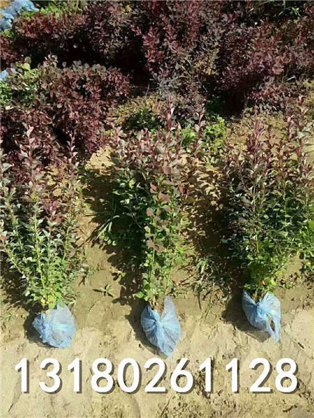 河北红叶小檗种植场-保定优质红叶小檗小苗