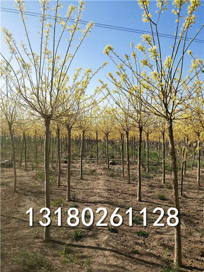 保定种植金叶国槐的基地-保定金叶国槐