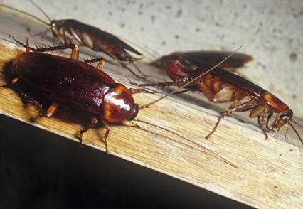 漳州灭鼠公司&漳州除虫公司 