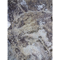 漳州白蚁治理公司