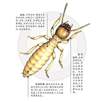 漳州灭鼠公司& 