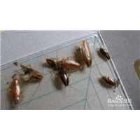 漳州除虫公司--漳州除虫公司号码 
