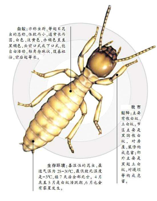 漳州灭鼠公司& 