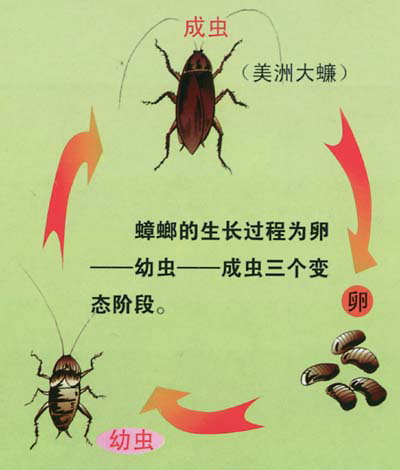 漳州杀虫公司&漳州除虫公司电话 