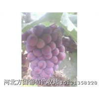 河北巨峰葡萄/河北藤稔葡萄/柏乡葡萄基地 