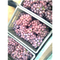 河北邢台巨峰葡萄二茬低价供应 