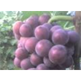 河北大量供应巨峰葡萄枝条和葡萄苗 