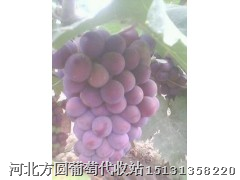 河北大量供应巨峰葡萄&&&河北葡萄价格@@@河北普通批发 