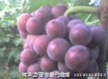 河北葡萄@河北葡萄供应@河北巨峰葡萄供应@河北葡萄产地 