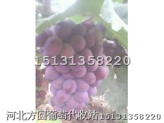 河北巨峰葡萄/邢台巨峰葡萄/柏乡巨峰葡萄 