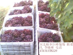 河北精品巨峰葡萄大量供应 
