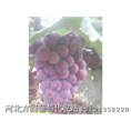 河北巨峰葡萄在哪？石家庄巨峰葡萄基地 