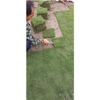 海口台湾草块