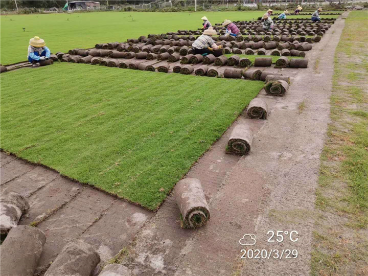 海南草坪种植基地